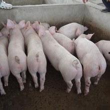 小猪崽子爆料视频大全,揭秘娱乐圈幕后真相 第2张 小猪崽子爆料视频大全,揭秘娱乐圈幕后真相 第2张