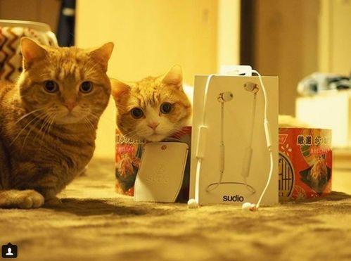 娱乐吃瓜茶小猫,揭秘茶小猫的幕后故事