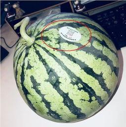 青岛网红吃瓜,揭秘美食背后的故事与传奇